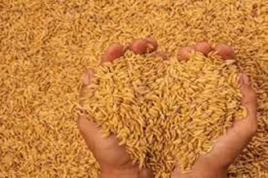 Ranchi News : धान खरीद का लक्ष्य 60 लाख क्विंटल, डेढ़ माह में 15.56 लाख की खरीदारी Ranchi News : धान खरीद का लक्ष्य 60 लाख क्विंटल, डेढ़ माह में 15.56 लाख की खरीदारी