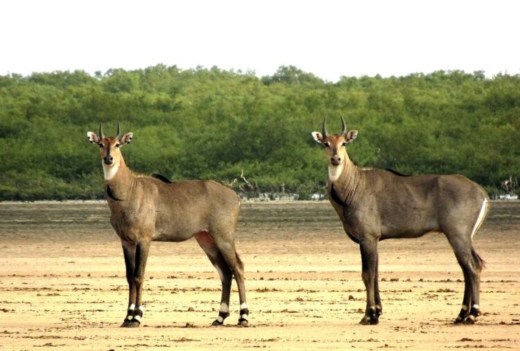 1000 नीलगाय को महुआडांड़ जंगल में छोड़ने का निर्णय