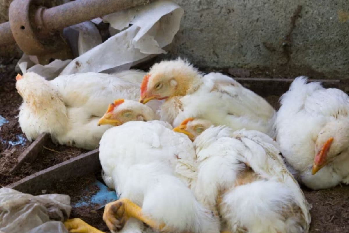 बिहार के इस शहर में चिकन बिक्री पर लगी रोक, शुरू हुआ मुर्गियों को मारने का काम