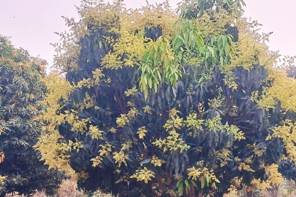 बढ़ते तापमान का कहर : आम, लीची और रबी फसल का उत्पादन होगा प्रभावित
