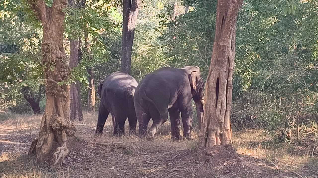हाथियों की भिड़ंत में घायल दूसरे हाथी की भी मौत