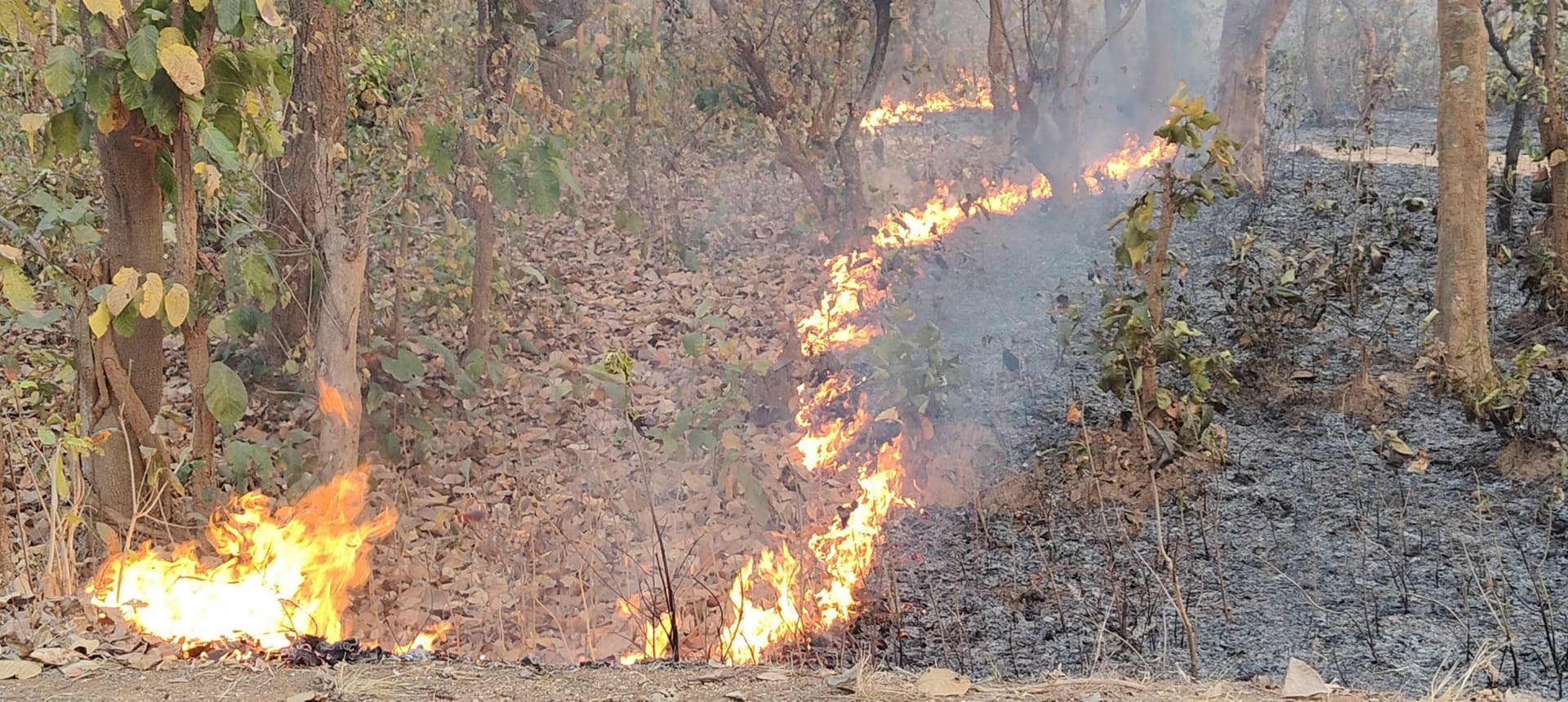 Bokaro News : जंगल में लगी भीषण आग