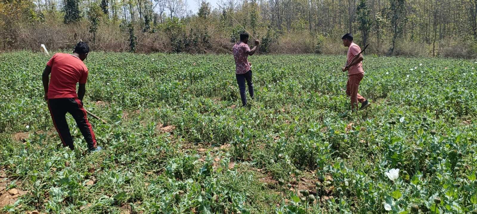 हेरहंज में प्रशासन ने नष्ट की पोस्ते की खेती