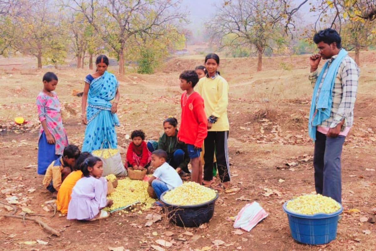 कई बीमारियों का रामबाण इलाज है महुआ, ग्रामीणों की कमाई का बेहतरीन जरिया
