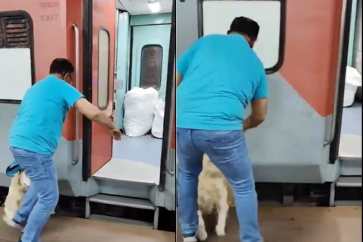 dog fall under train