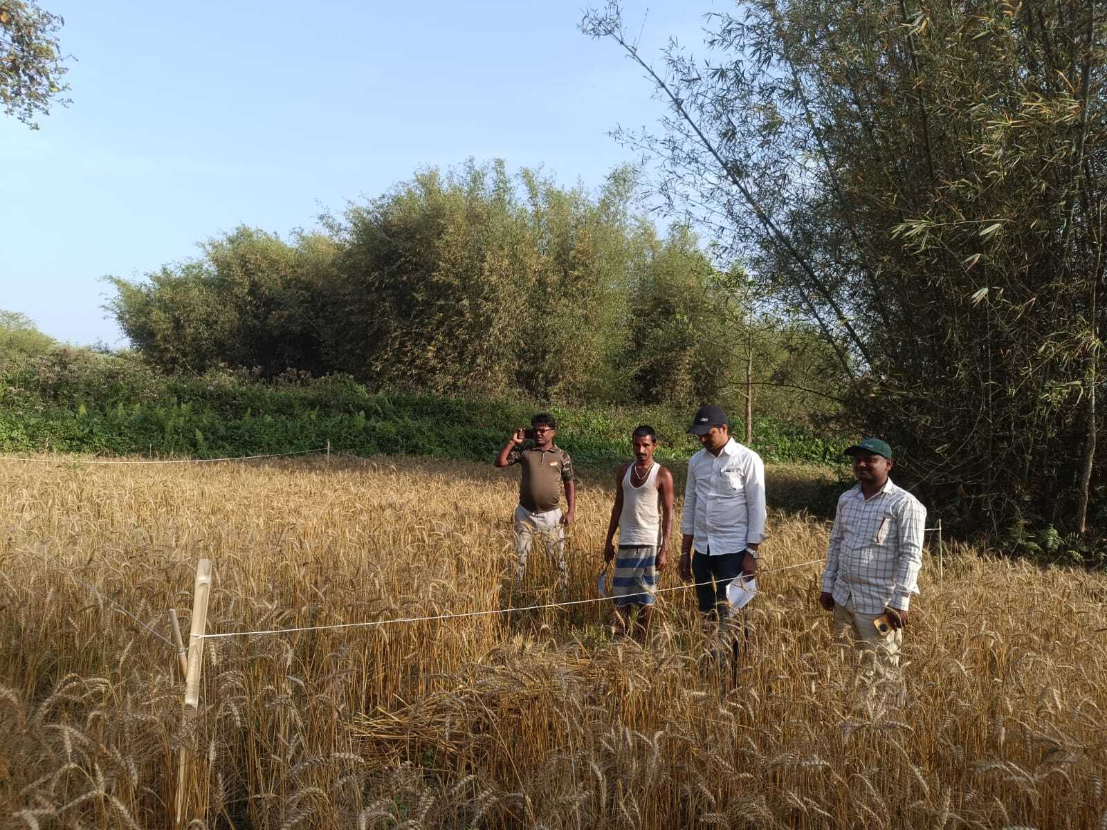 विभिन्न पंचायतों में की जा रही फसल कटनी प्रयोग