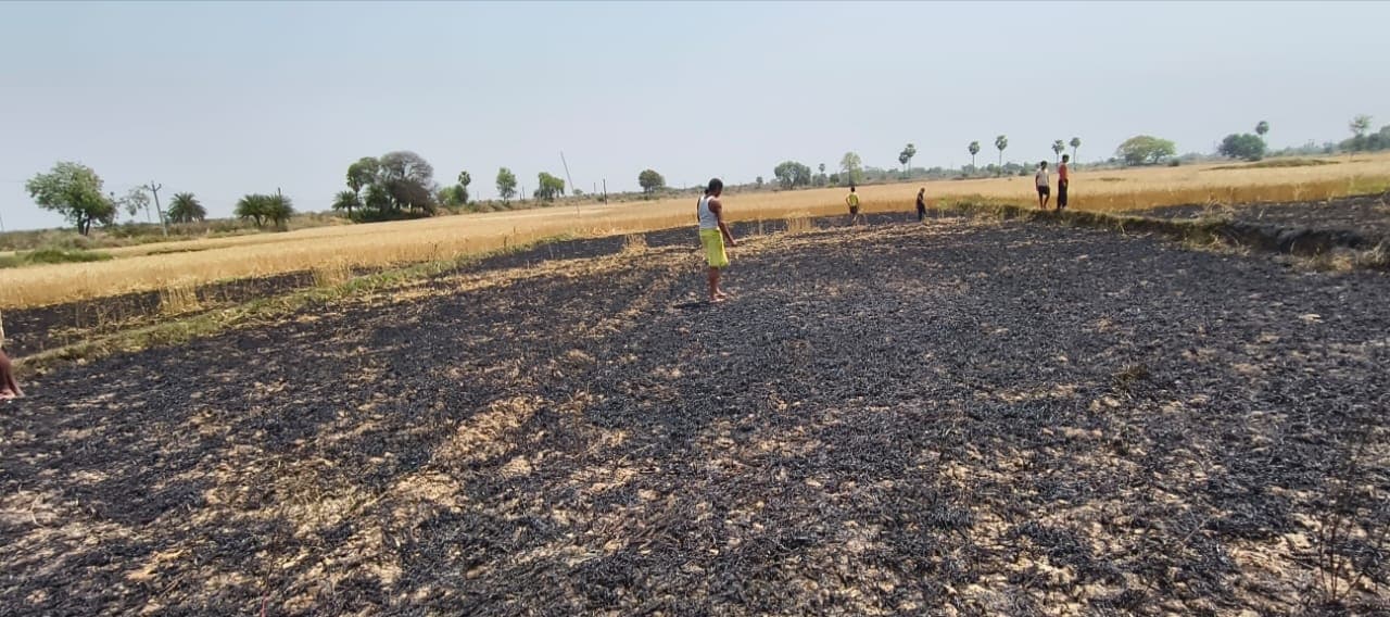 खेत में लगी आग, गेहूं की फसल जलकर हुई राख