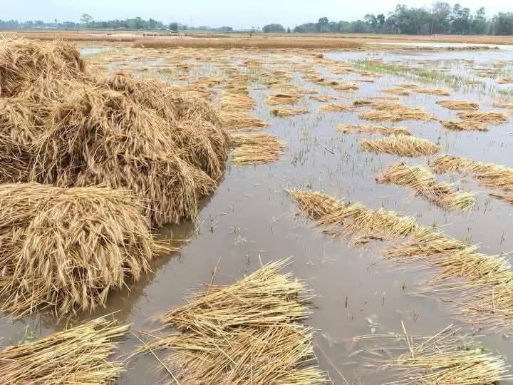 Heavy rain in Samastipur:मूसलाधार बारिश में डूबा हजारों हेक्टेयर में लगा गेहूं, फसल की बरबादी देख किसानों के बह रहे आंसू