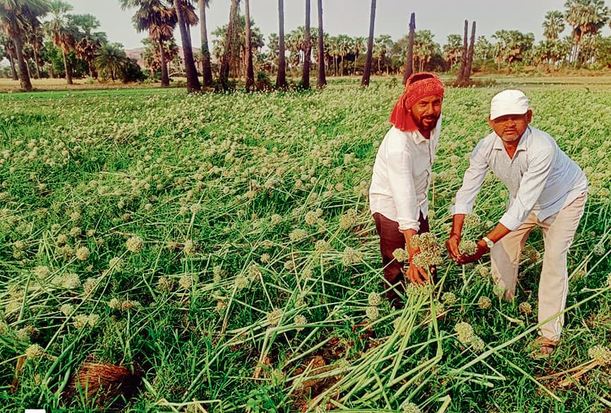प्याज उत्पादक किसान के खेतों में सड़ने लगी फसल