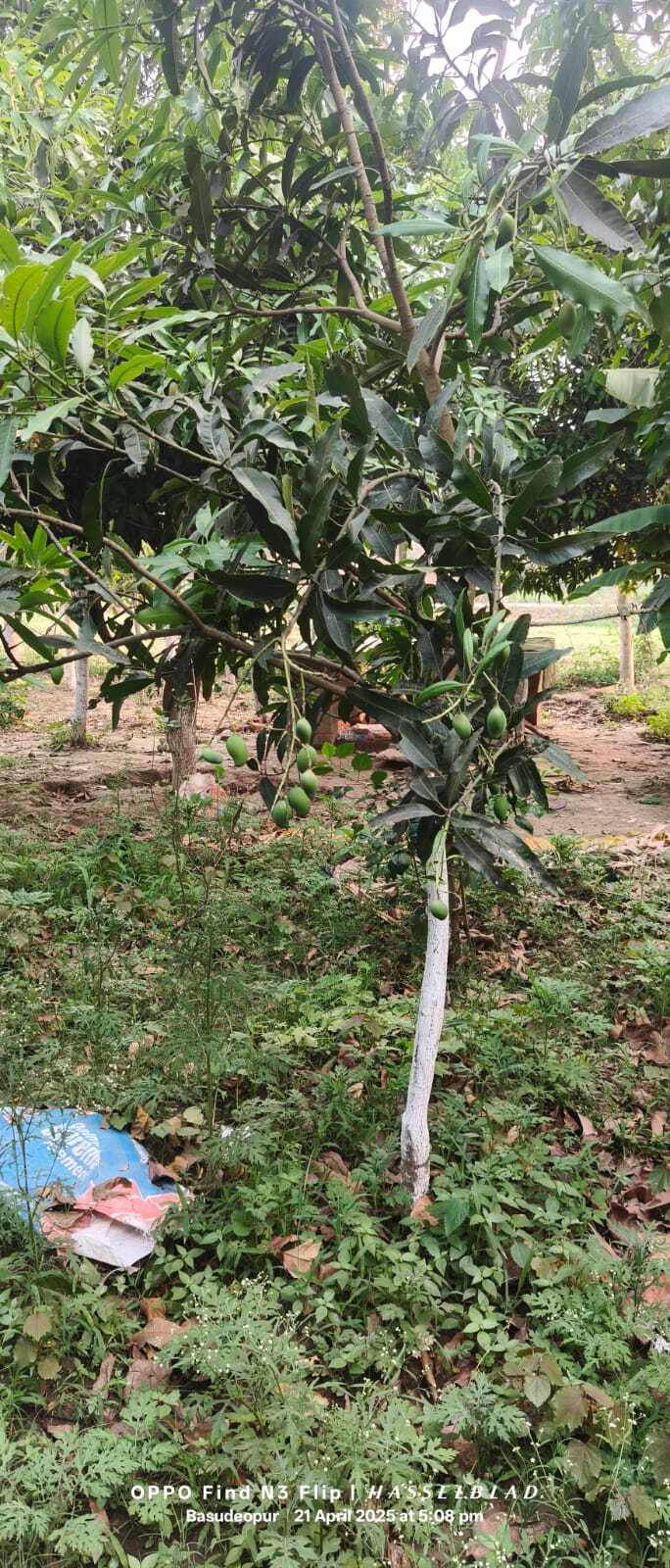 पहले आंधी ने आम के टिकोले गिराया, अब मधुआ व डंठल कीट से किसान परेशान