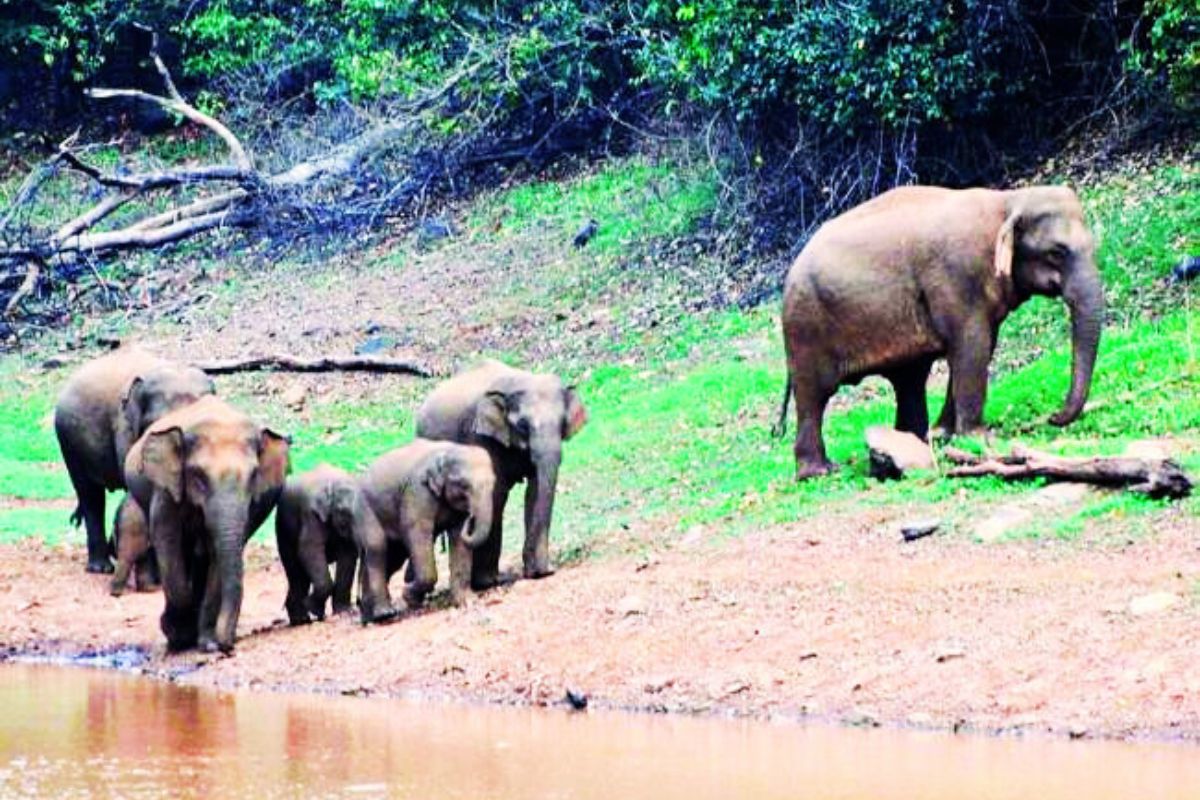 jamshedpur news summer season dalma wildlife sanctuary jamshedpur news summer season dalma wildlife sanctuary