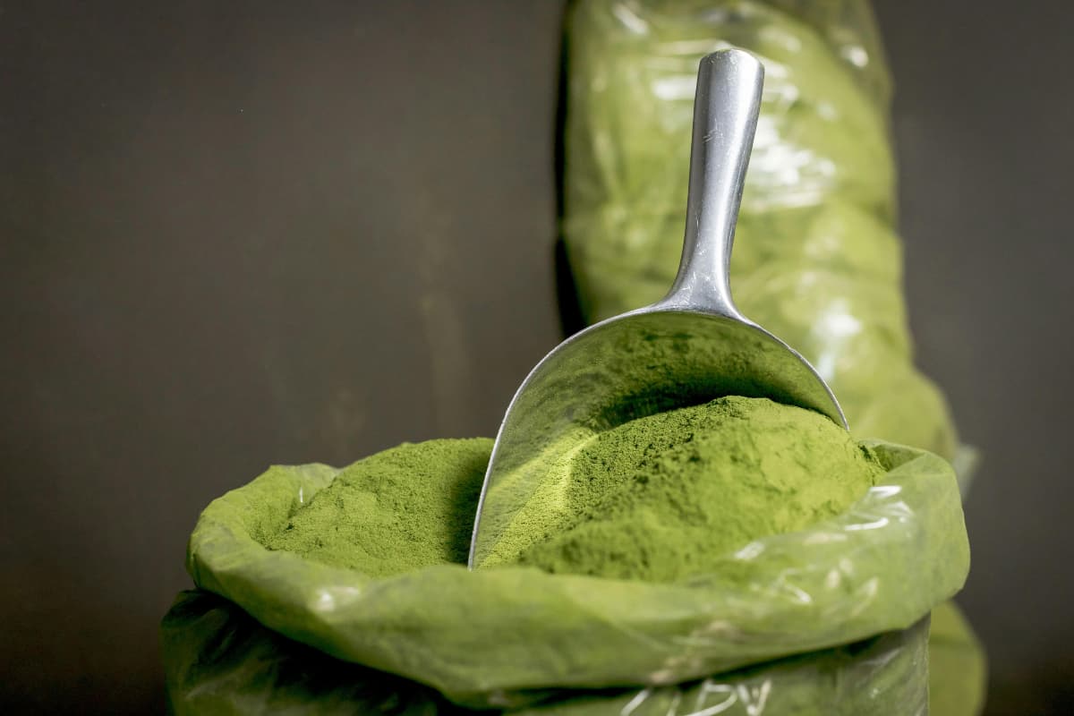 Moringa Powder: क्यों आपको रोज पीना चाहिए मोरिंगा पाउडर का पानी? जानें चौंकाने वाले फायदे