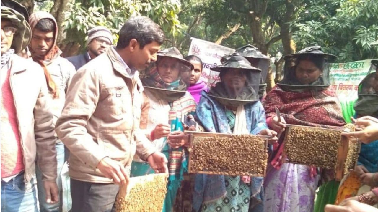Muzaffarpur Litchi: अमेरिका और जापान के लोगों को पसंद आ रहा शाही लीची का शहद, मधु ग्राम प्रोड्यूसर कंपनी विदेशों में कर रही निर्यात Muzaffarpur Litchi: अमेरिका और जापान के लोगों को पसंद आ रहा शाही लीची का शहद, मधु ग्राम प्रोड्यूसर कंपनी विदेशों में कर रही निर्यात