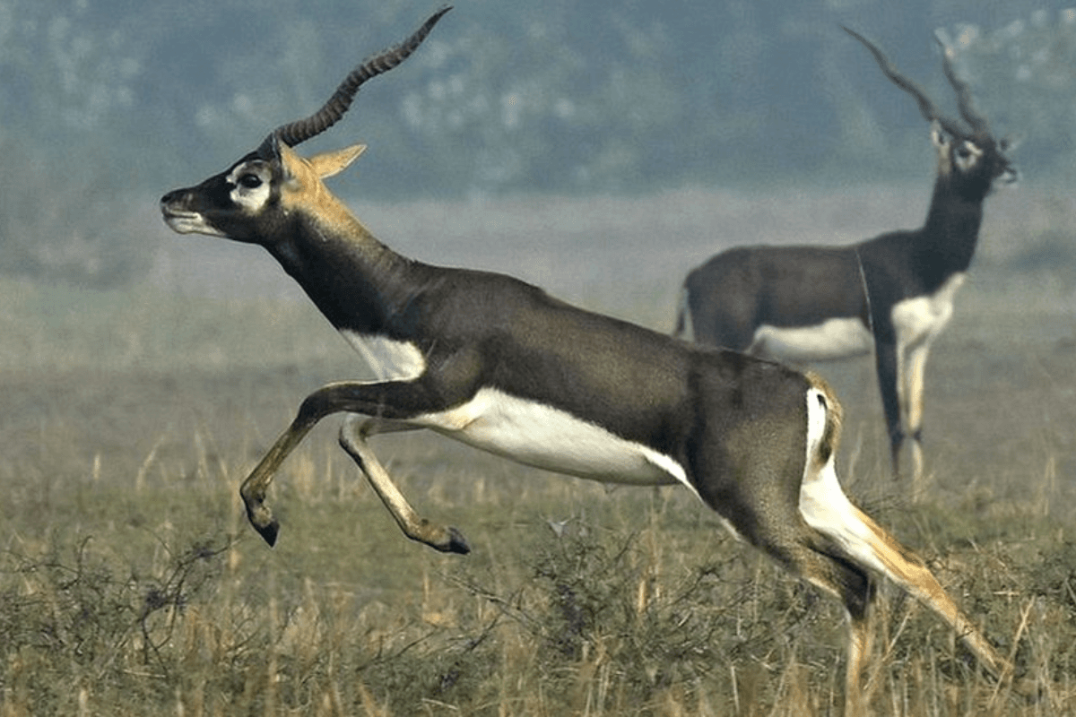 Bihar news black deer sanctuary in bihar buxar Bihar news black deer sanctuary in bihar buxar