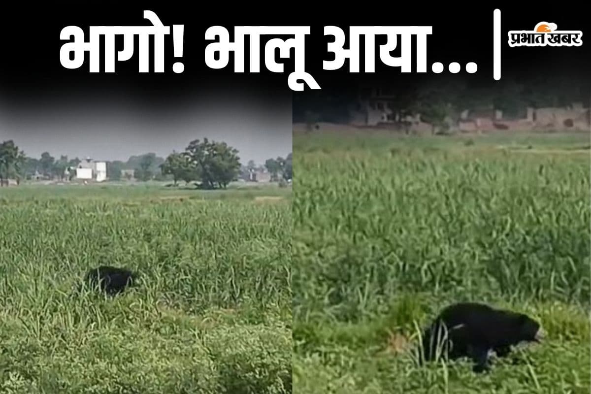 Video: बगहा में थाने के सामने घूमता भालू, खेत से भागे किसान, वीडियो आया सामने…