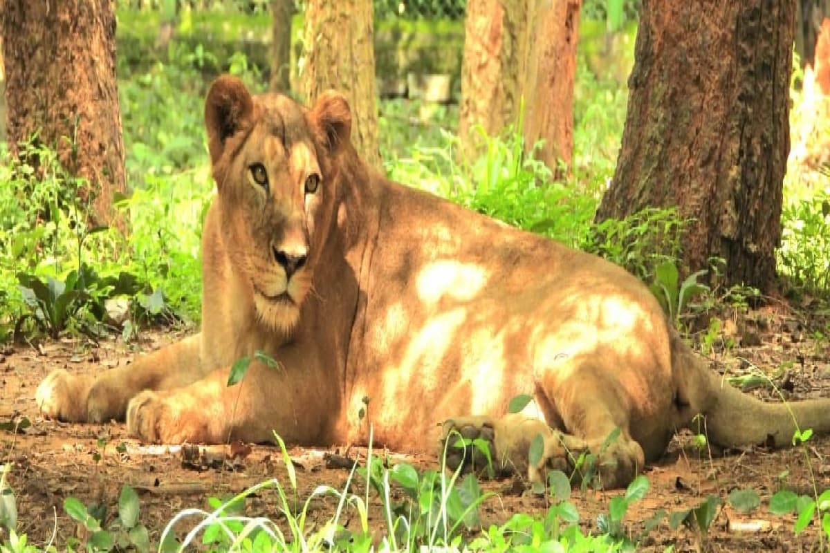 Birsa Zoological Park: बिरसा जैविक उद्यान में शेरनी प्रियंका की मौत, डॉक्टरों ने ये बतायी मौत की वजह