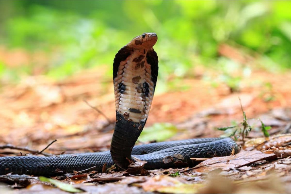 snake snake