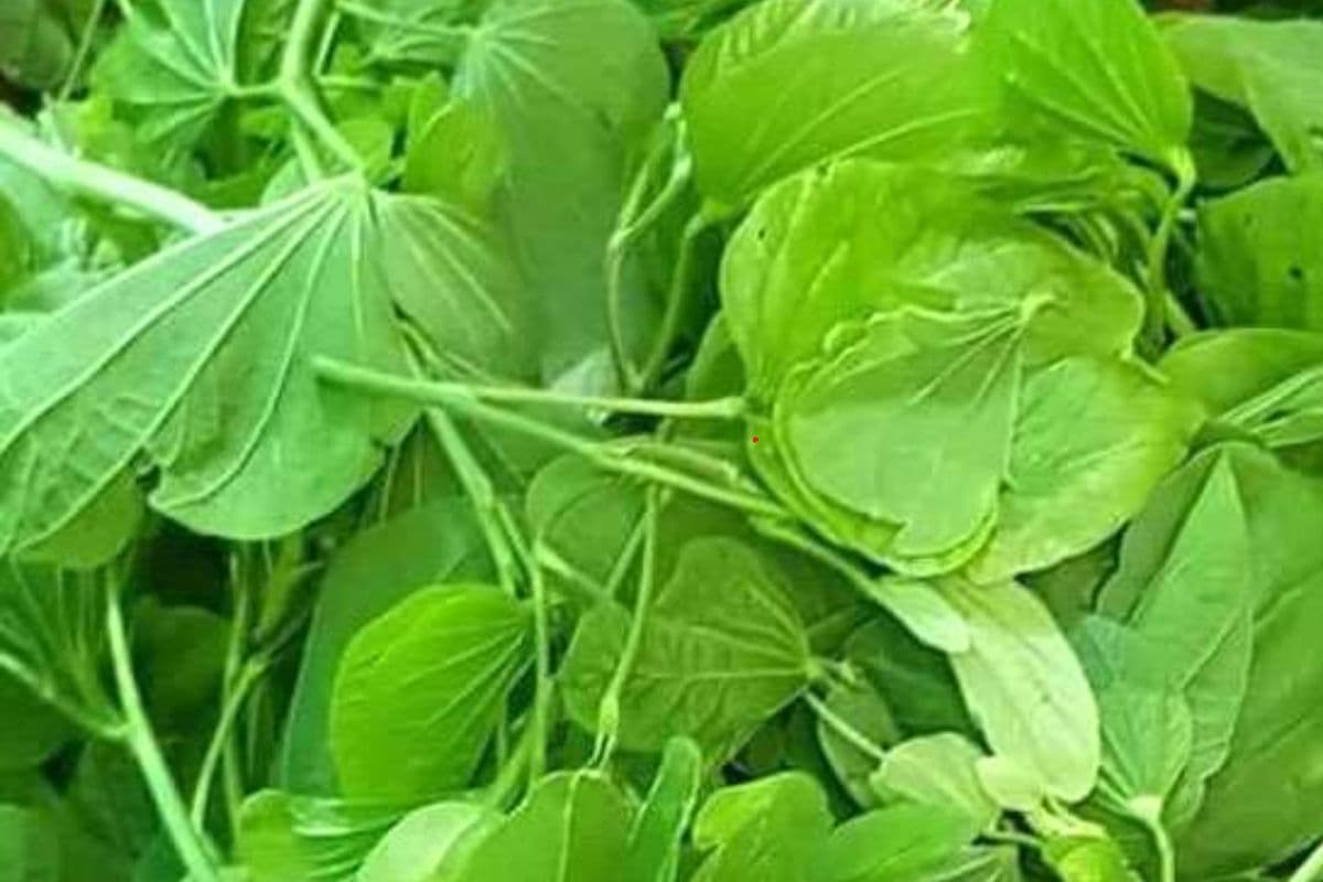 इस साग के आगे पालक और सरसों भी फेल, गर्मी में खा लिये तो कैंसर और दिल की बीमारी हो जाएगी छू-मंतर