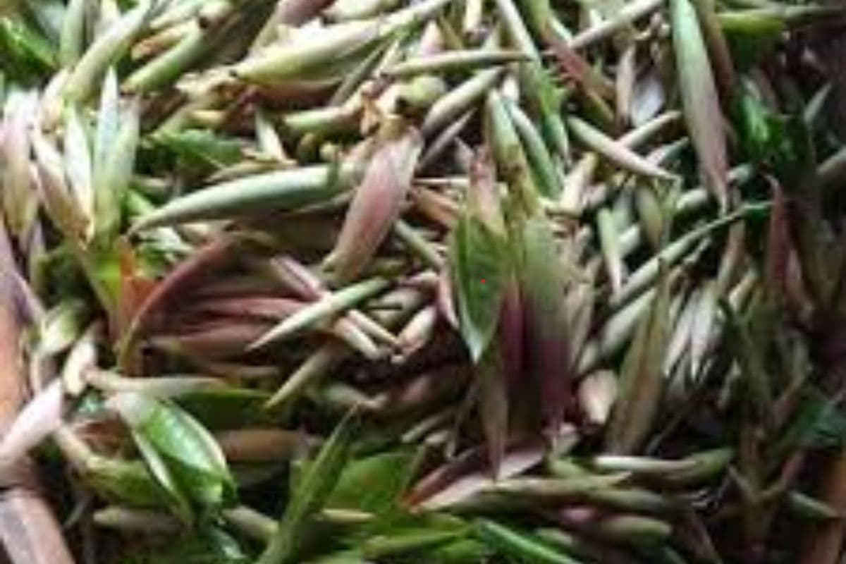 Futkal Saag Benefits Futkal Saag Benefits