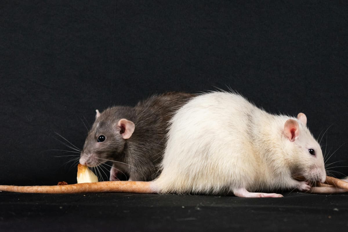 DIY Rat Repellent: घर पर अब चीजों को बर्बाद नहीं करेंगे चूहे, इन चीजों के इस्तेमाल कर हमेशा के लिए पाएं उनसे छुटकारा