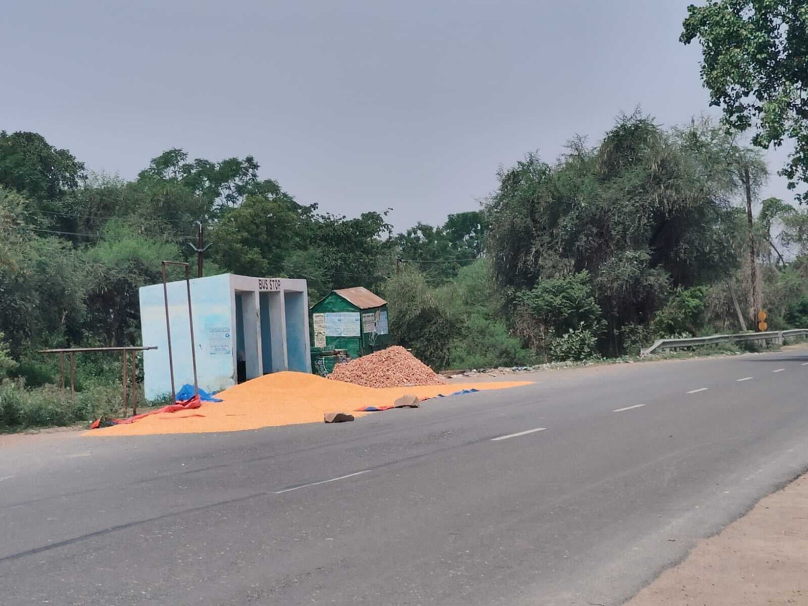 एनएच-80 पर स्थानीय लोग सुखा रहे मक्का, हादसे की आशंका