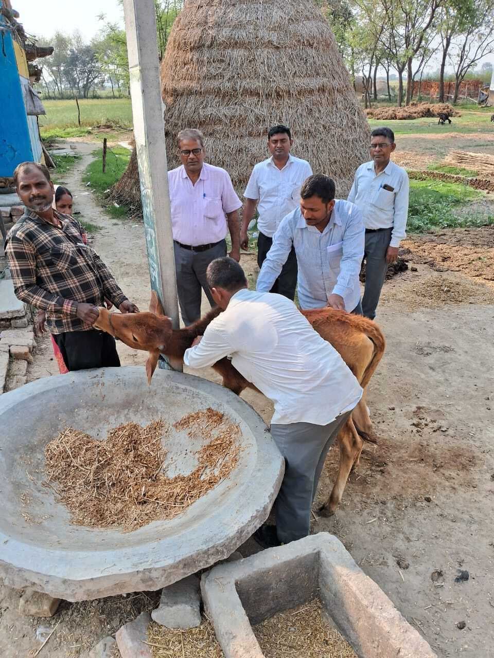 Aurangabad News: जिले में 655950 पशुओं को लगेगा खुरहा का टीका