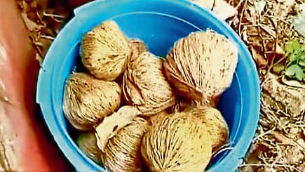 बीरभूम में बमों की बरामदगी का सिलसिला जारी, सैंथिया बना सबसे संवेदनशील इलाका बीरभूम में बमों की बरामदगी का सिलसिला जारी, सैंथिया बना सबसे संवेदनशील इलाका