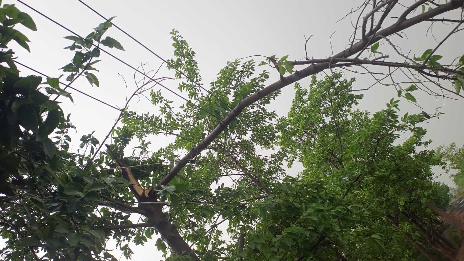 तेज बारिश से पेड़ की डाली टूटी, विद्युत सेवा बाधित, घर क्षतिग्रस्त