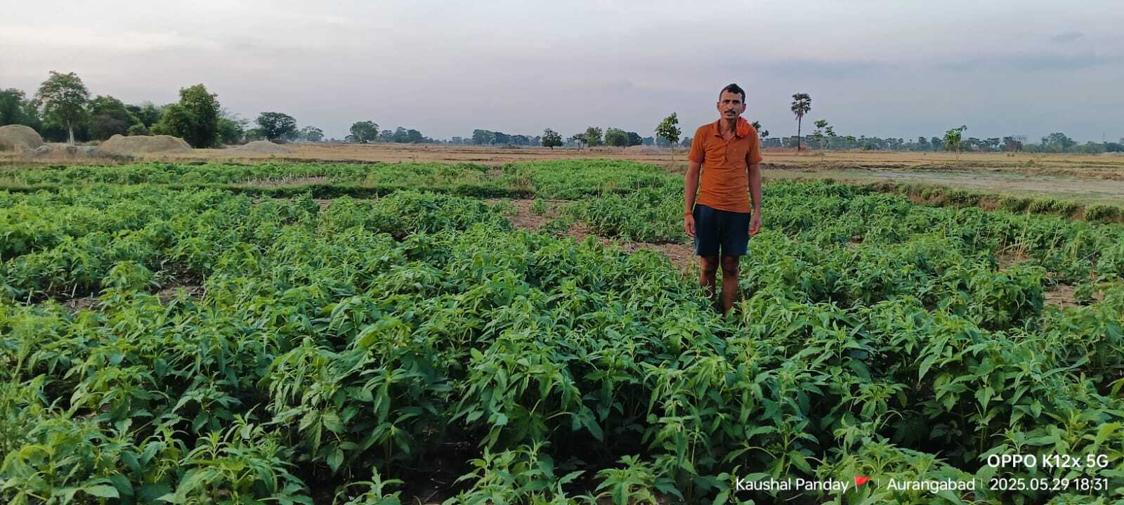 Aurangabad News : व्यापक पैमाने पर होगी तिल की खेती, बीज वितरण शुरू