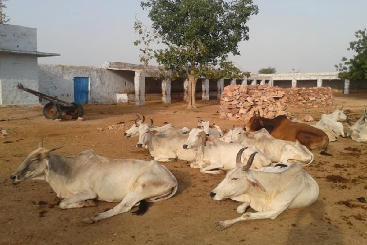 रांची में जंगली जानवर के आतंक से सहमे लोग, 3 मवेशियों को बना चुका है शिकार