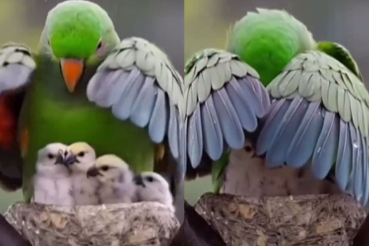 parrot mother protects her children in heavy rain