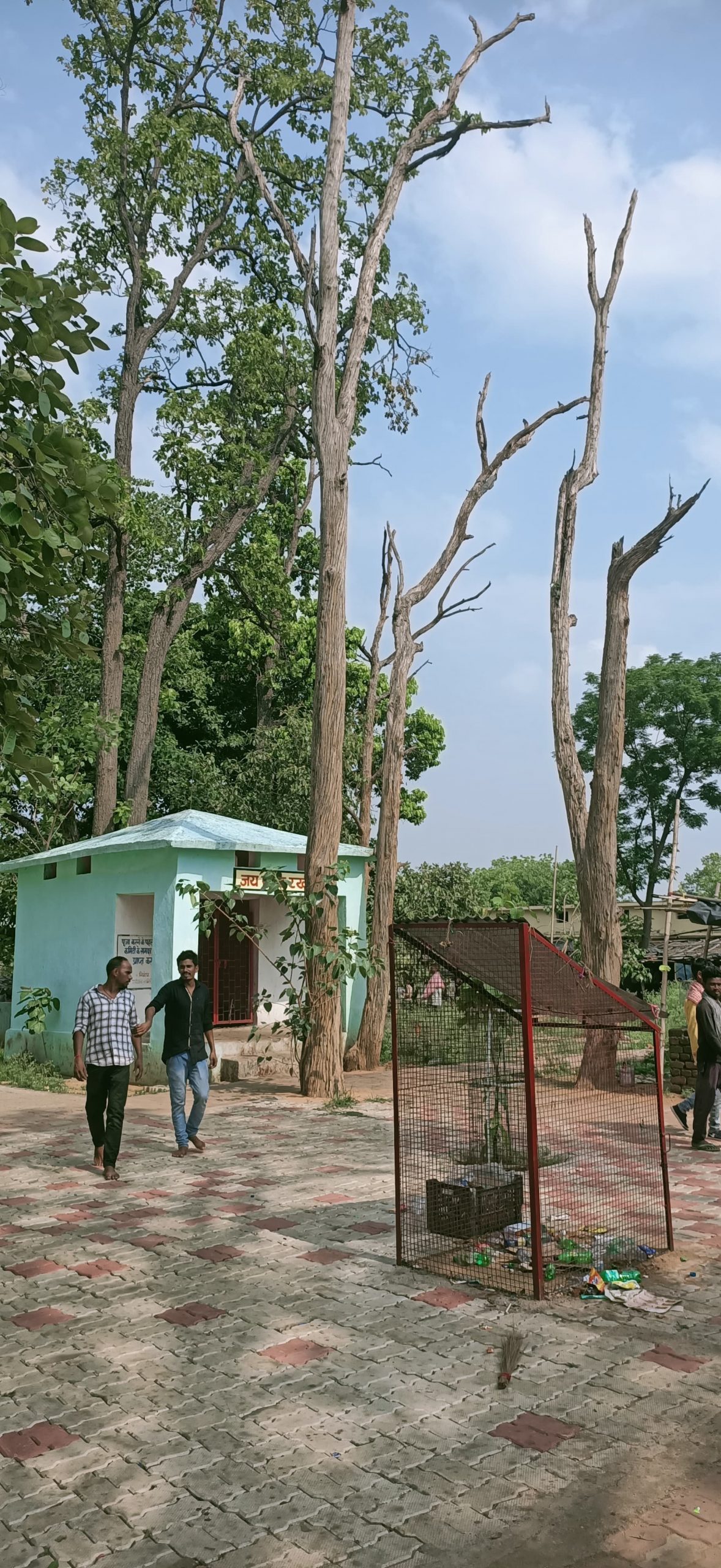 Bokaro News : खूंटा बाबा परिसर के सूखे पेड़ दे रहे दुर्घटना को आमंत्रण