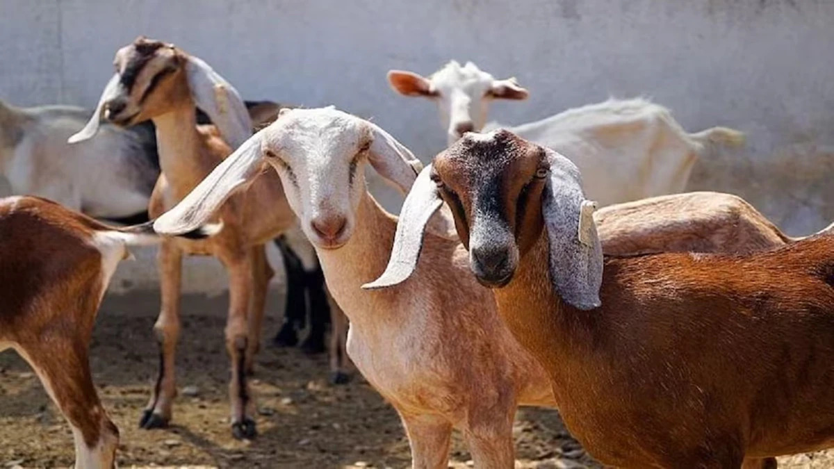 कुर्बानी का पर्व ईद-उल-अजहा आज, गुलजार रहा बकरों का बाजार