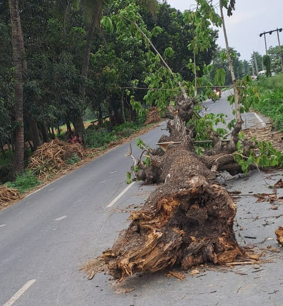 सड़क पर गिरे पेड़ से दुर्घटना की आशंका