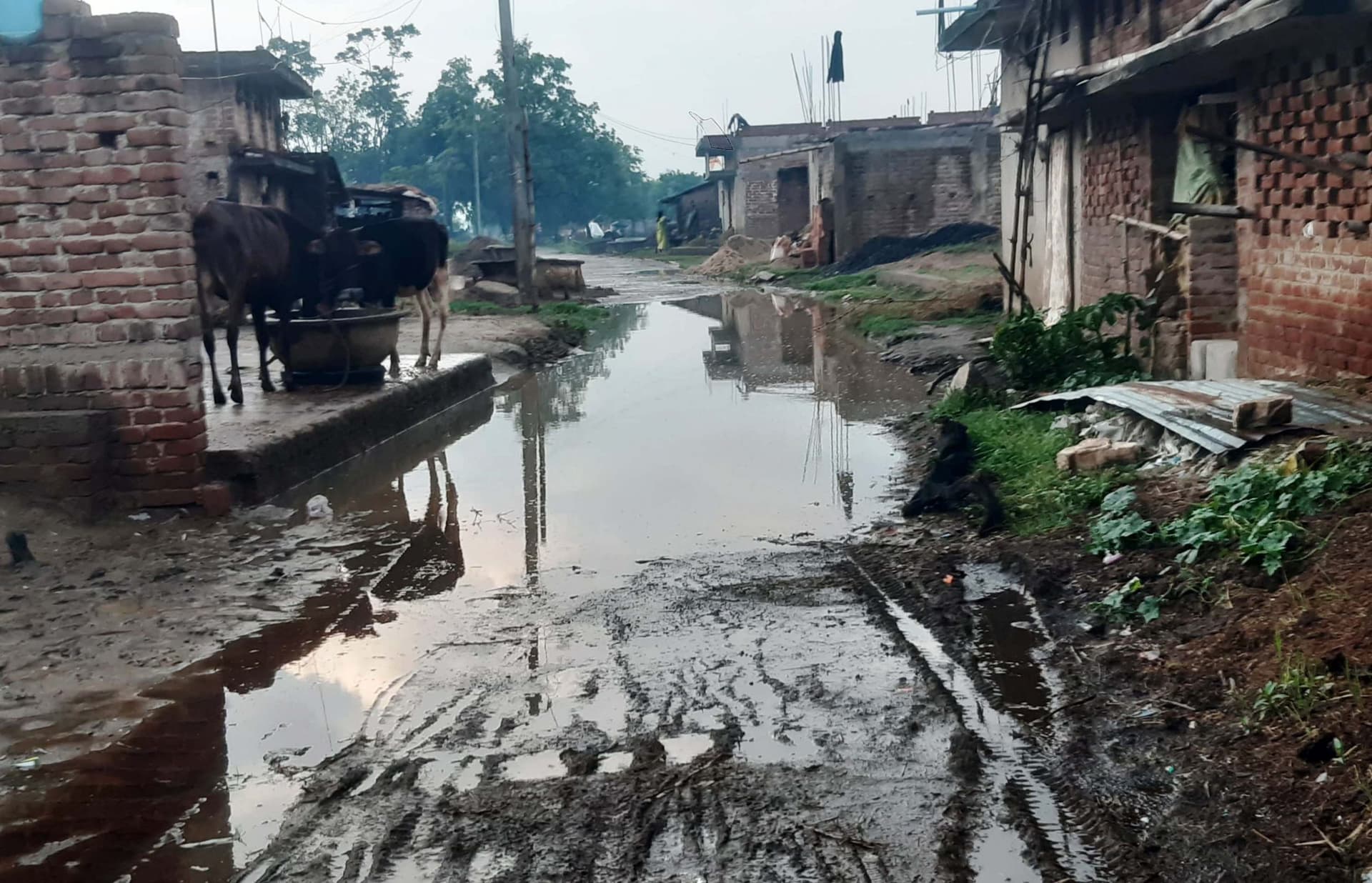 बारिश से नगर पंचायत की सफाई व्यवस्था की खुली पोल, सड़क बनी तालाब