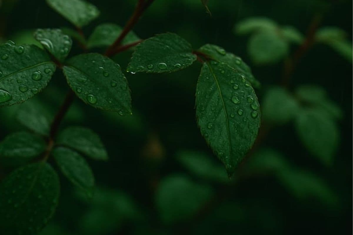Monsoon Plant Care Tips: बरसात का मौसम और पौधों के खराब होने की टेंशन? इन टिप्स से करें बेहतर देखभाल