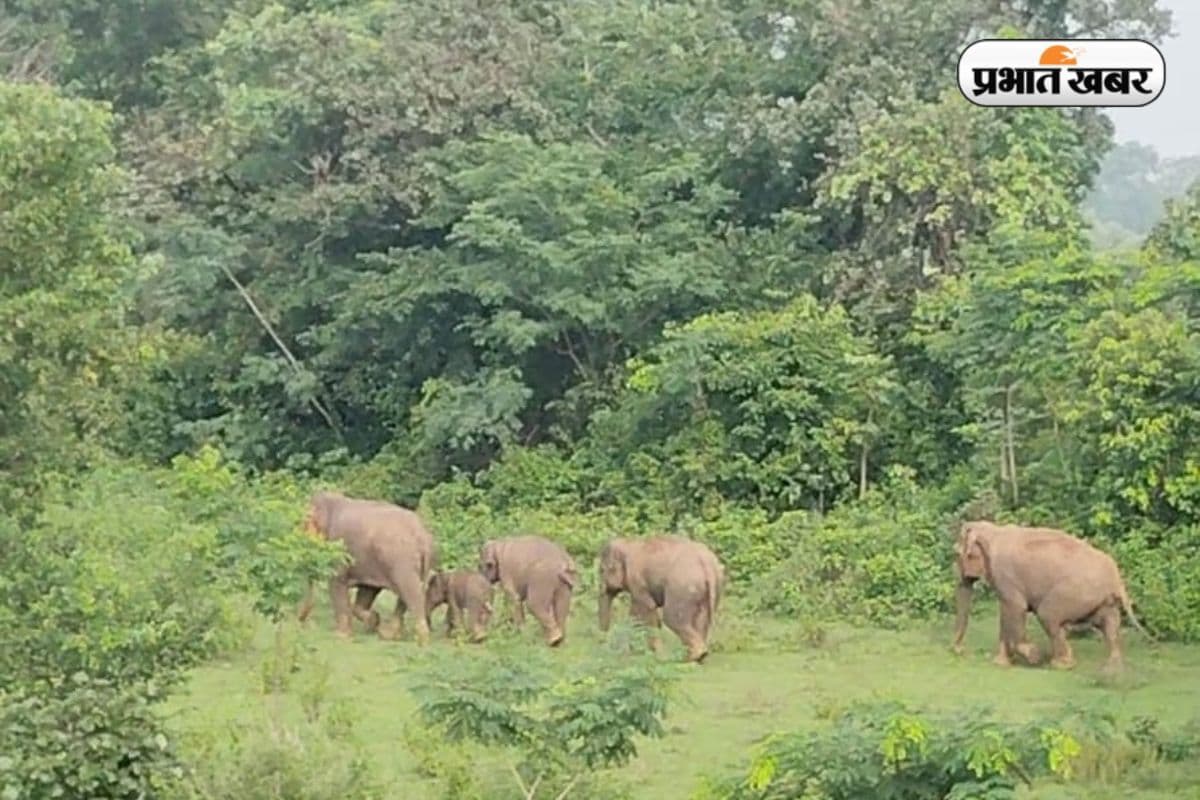 Ramgarh News: रेलवे ट्रैक पर हुआ हाथी का जन्म, दो घंटे रुकी रही रेलगाड़ी, लोगों ने पहली बार देखा अनोखा दृश्य