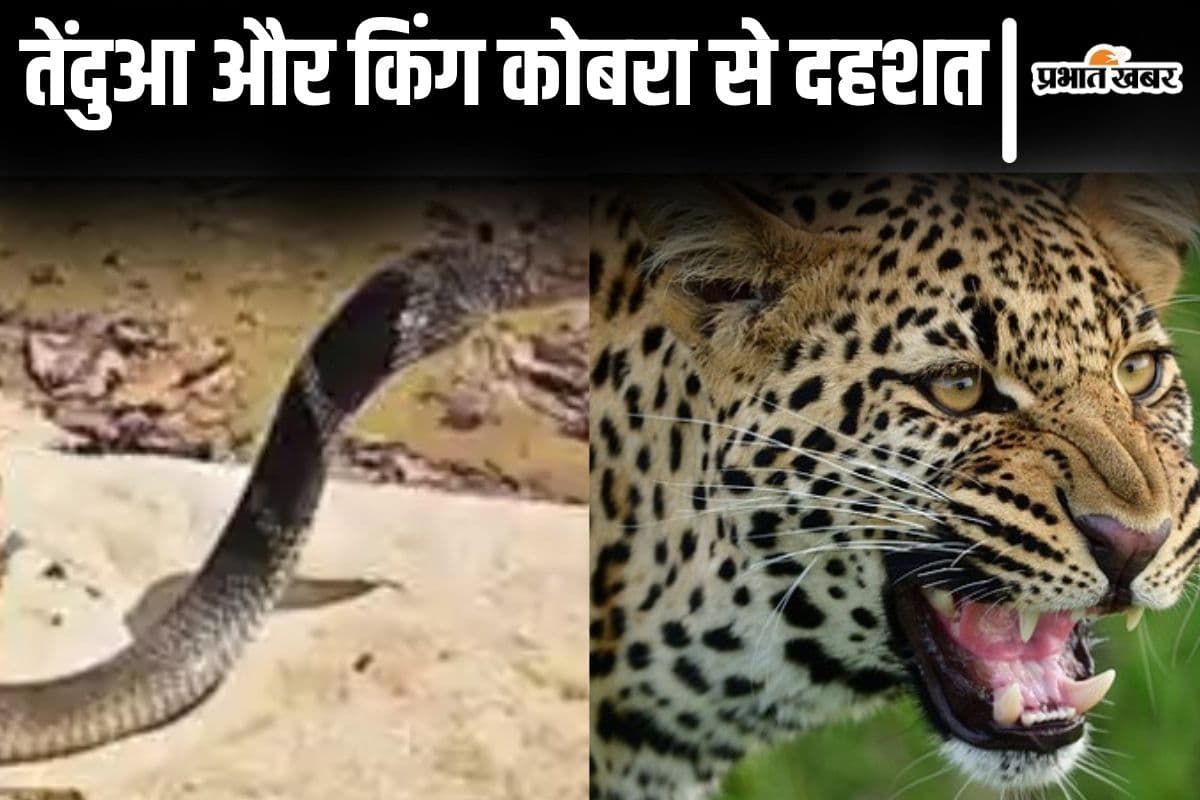 बिहार के इस गांव में छिपा है तेंदुआ! घरों में दुबके लोग, यहां किंग कोबरा भी मार रहा था फुफकार…