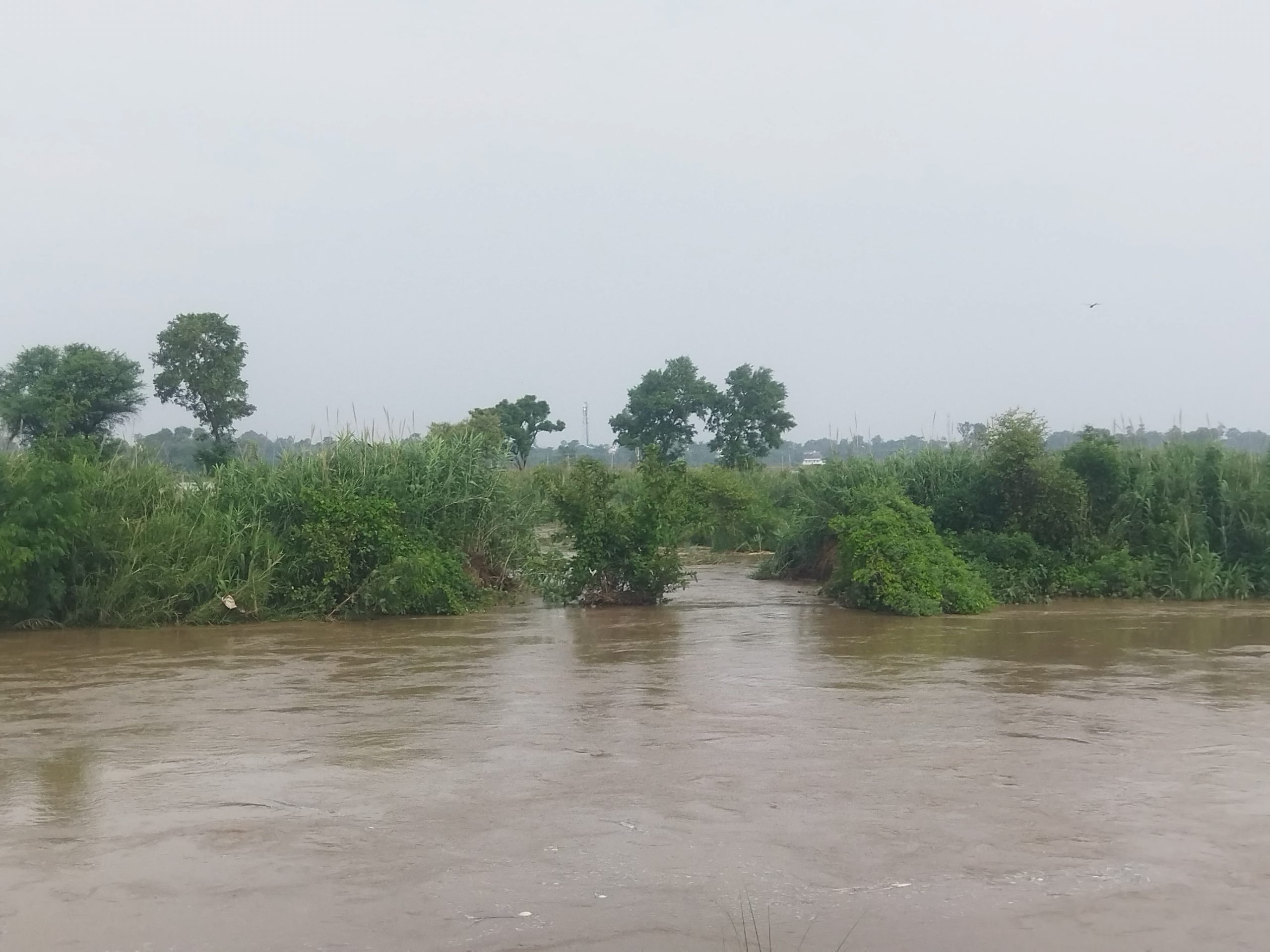 केसपा में तटबंध टूटने खेत जलमग्न