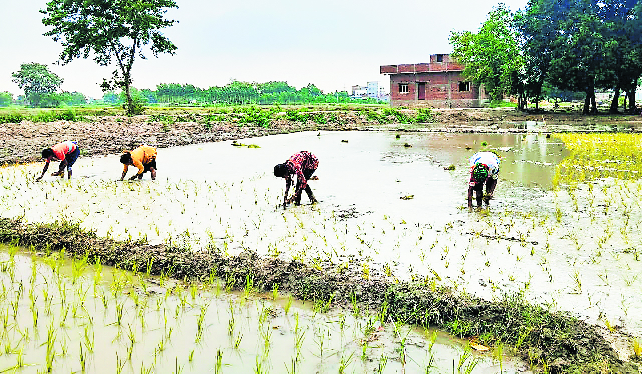Siwan News : झमाझम बारिश से खिले किसानों के चेहरे, 32 फीसदी पहुंची रोपनी की रफ्तार