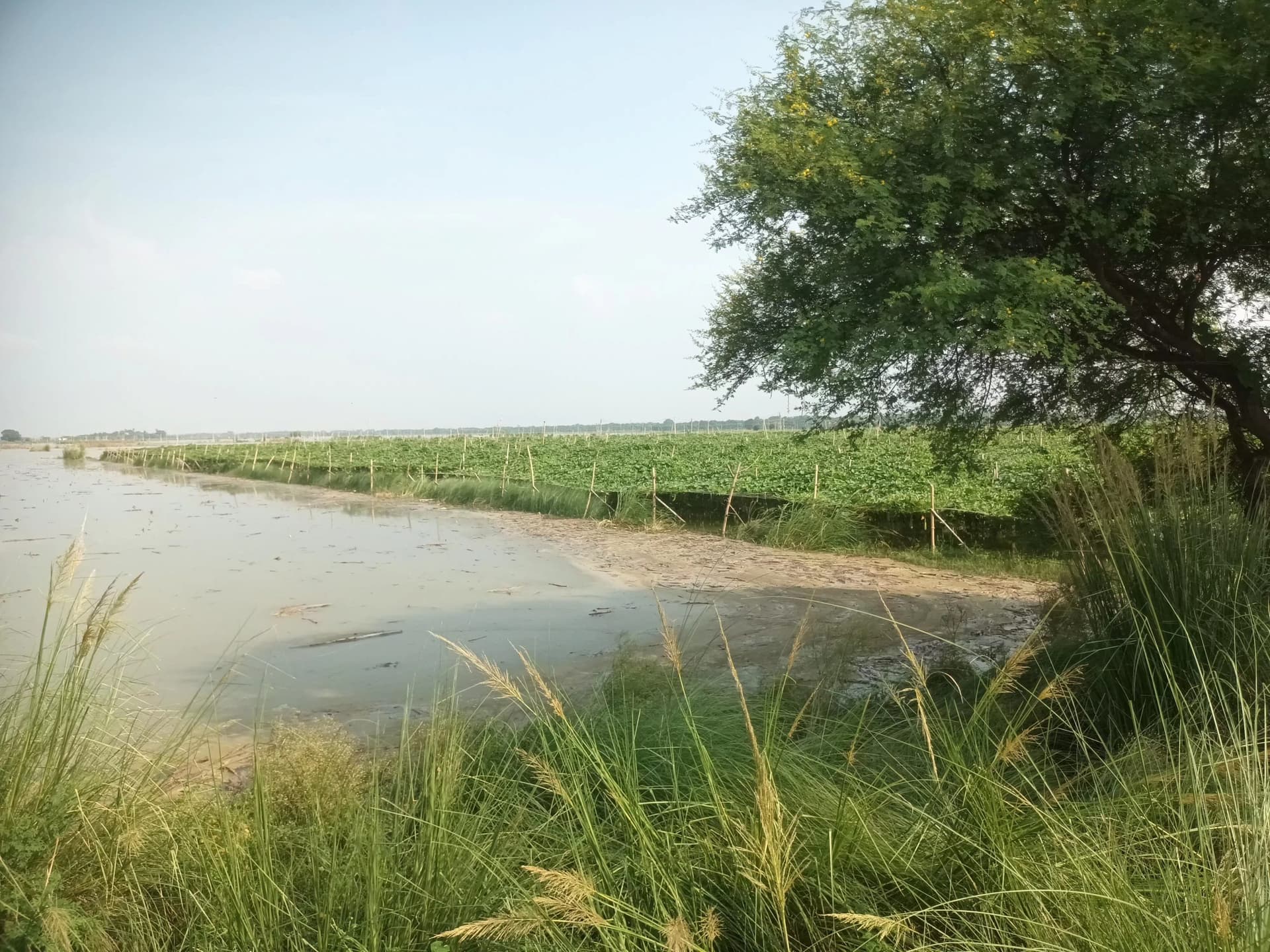 बड़हरा गंगा नदी के जल स्तर में 10 सेंटीमीटर की कमी