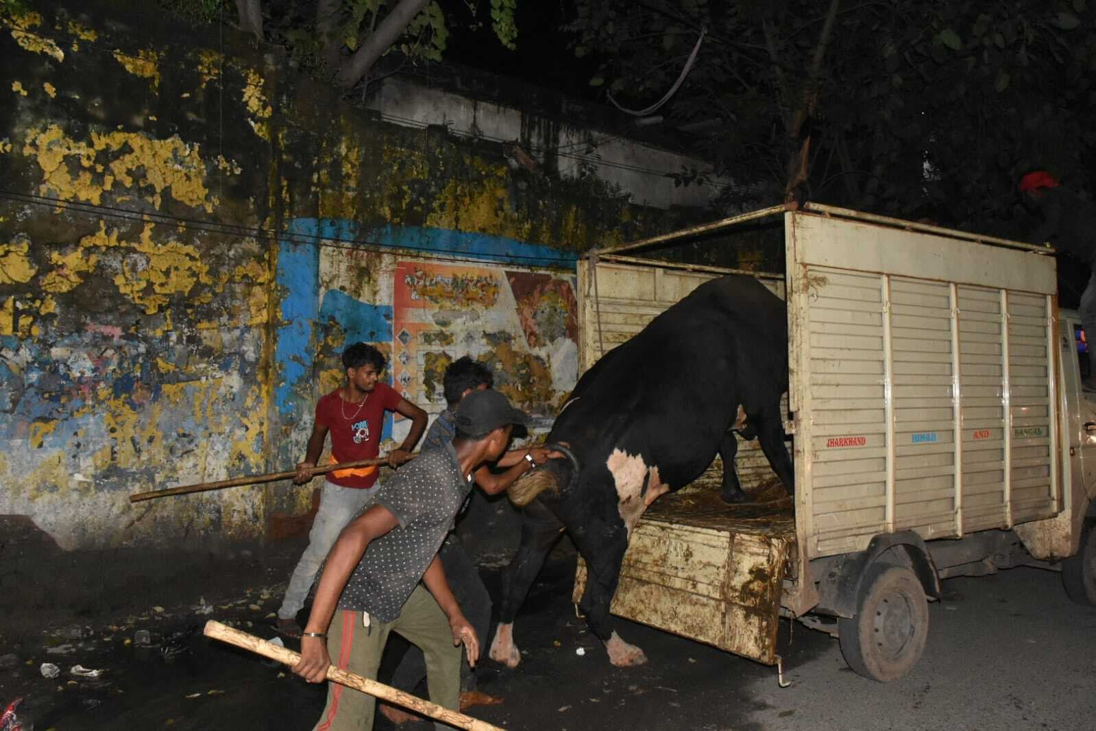 Dhanbad News : आवारा पशुओं को पकड़ने का अभियान शुरू