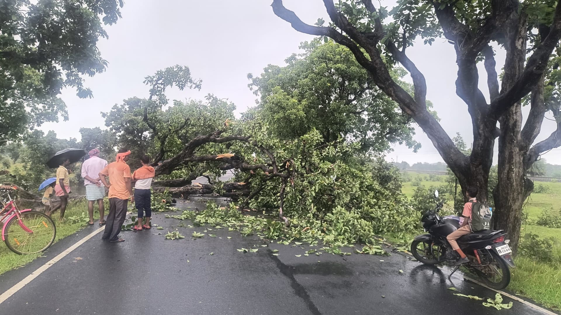 भारी बारिश में गिरा महुआ का विशाल पेड़, यातायात तीन घंटे ठप