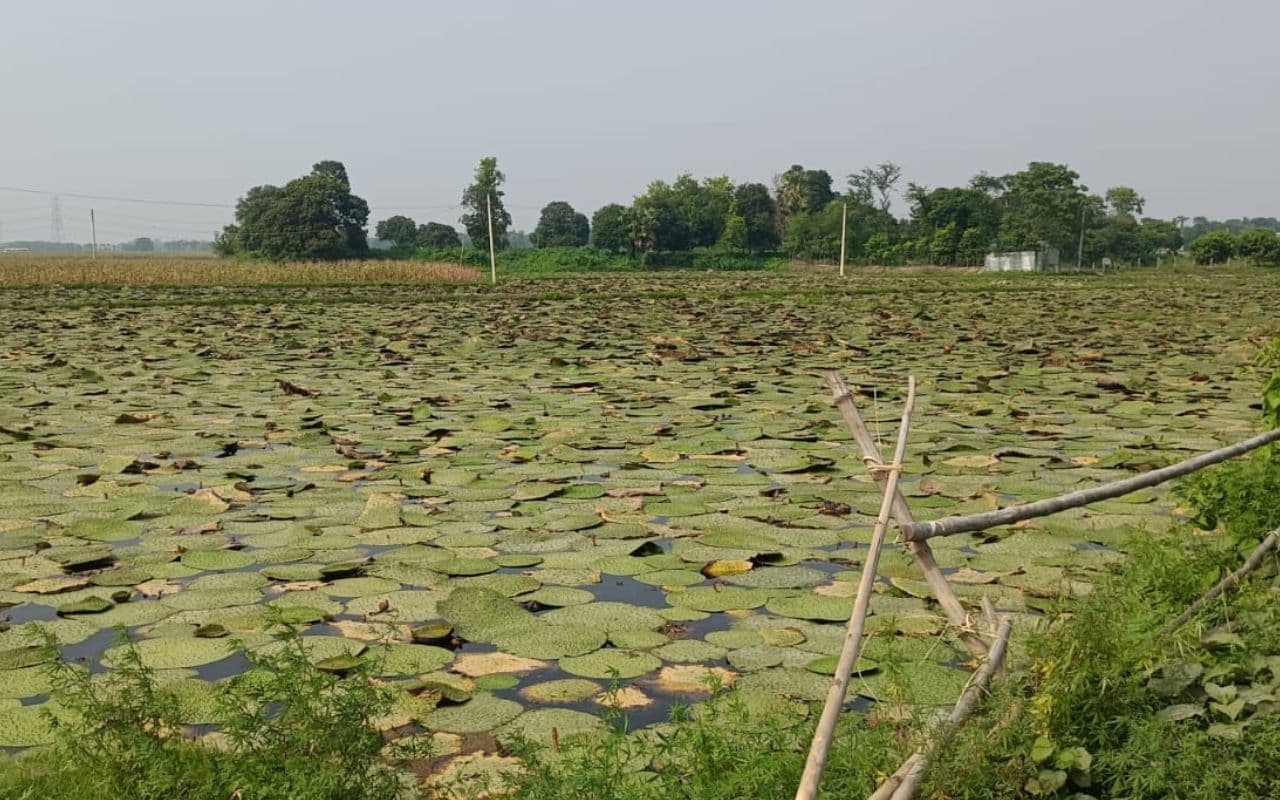 Bihar News: मधेपुरा के गड्ढेनुमा खेत अब उगल रहे सफेद सोना, मखाना की खेती का तेजी बढ़ रहा दायरा