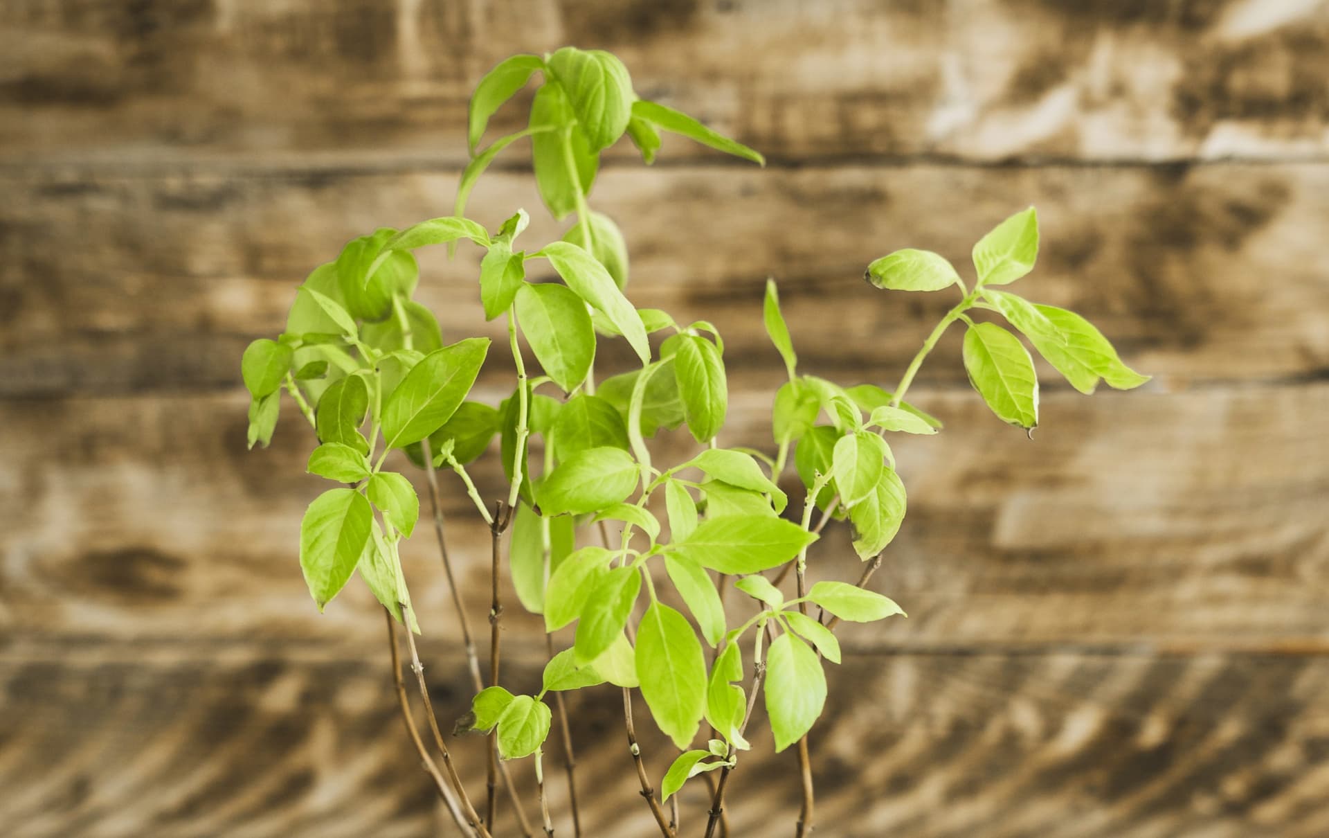Tulsi Plant Tulsi Plant