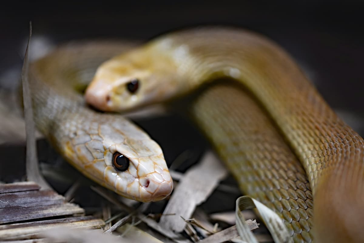 snake alert snake alert