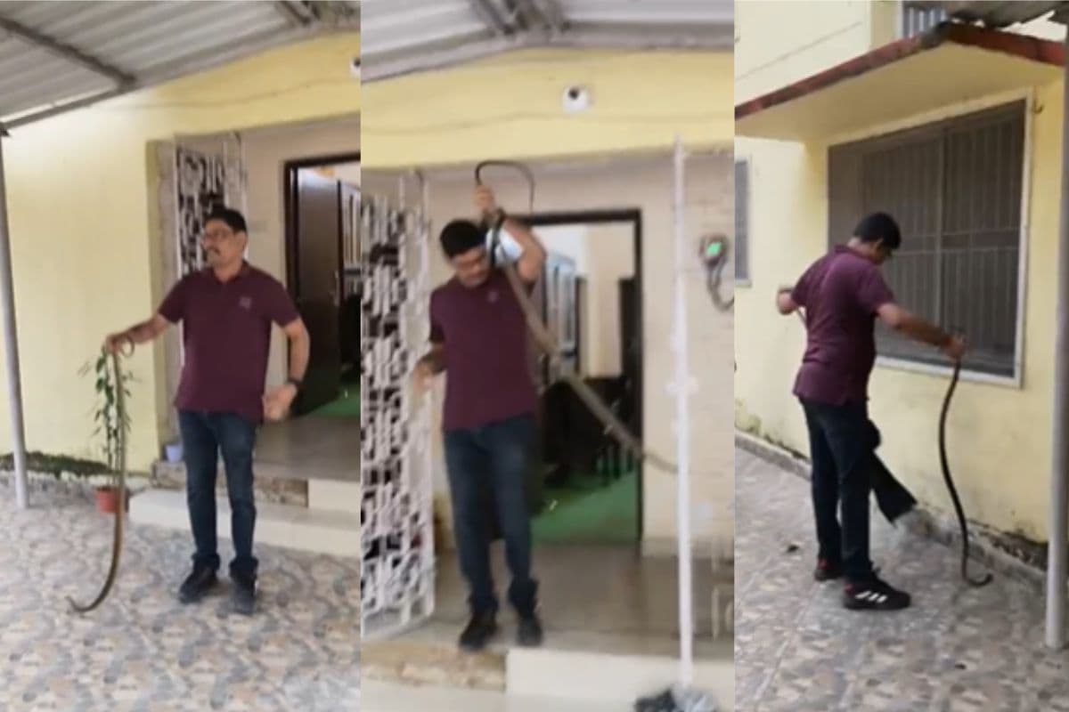 Indian Rat Snake rescued from MLA residence