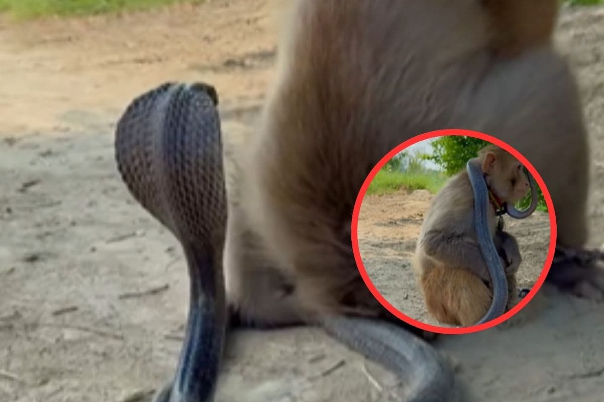 Viral Video : सांप होगा अपने घर में, बंदर ने नाग को पकड़कर गले में लपेटा