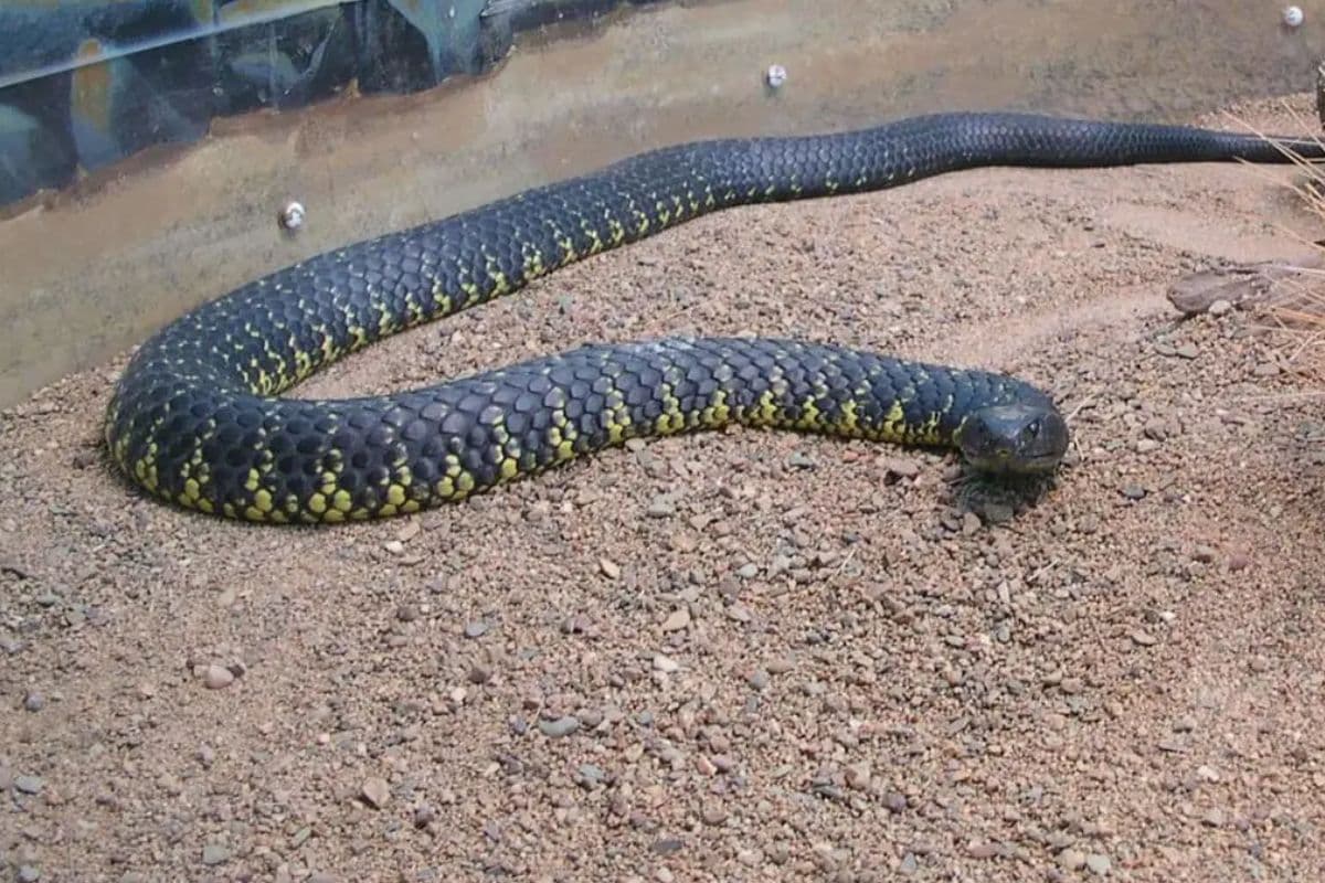 Most Dangerous Snake in the World