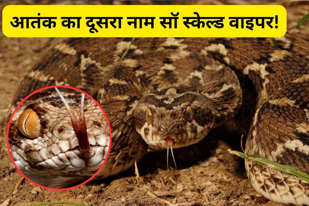 Saw Scaled Viper: केवल आवाज से रूह कंपा देता है यह सांप, काट ले तो पानी भी नहीं मांगता आदमी